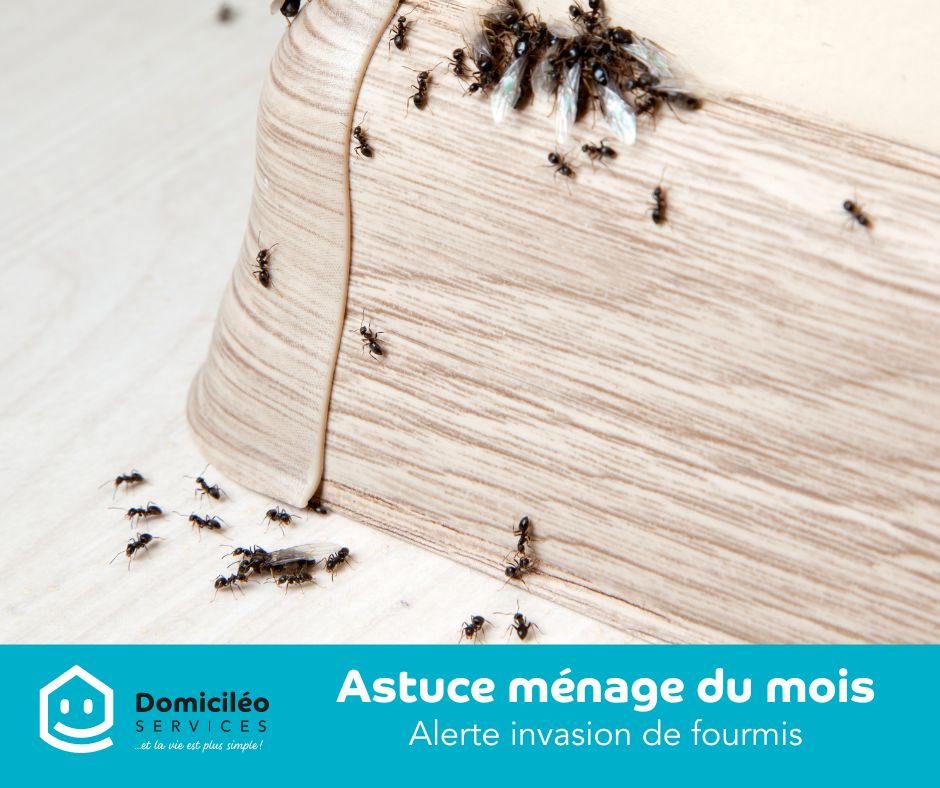 Comment traiter les invasions de fourmis